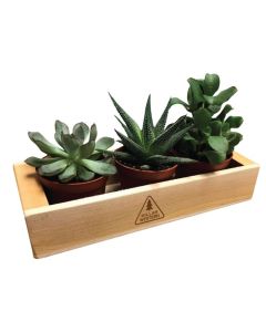 3 Place Cedar Planter