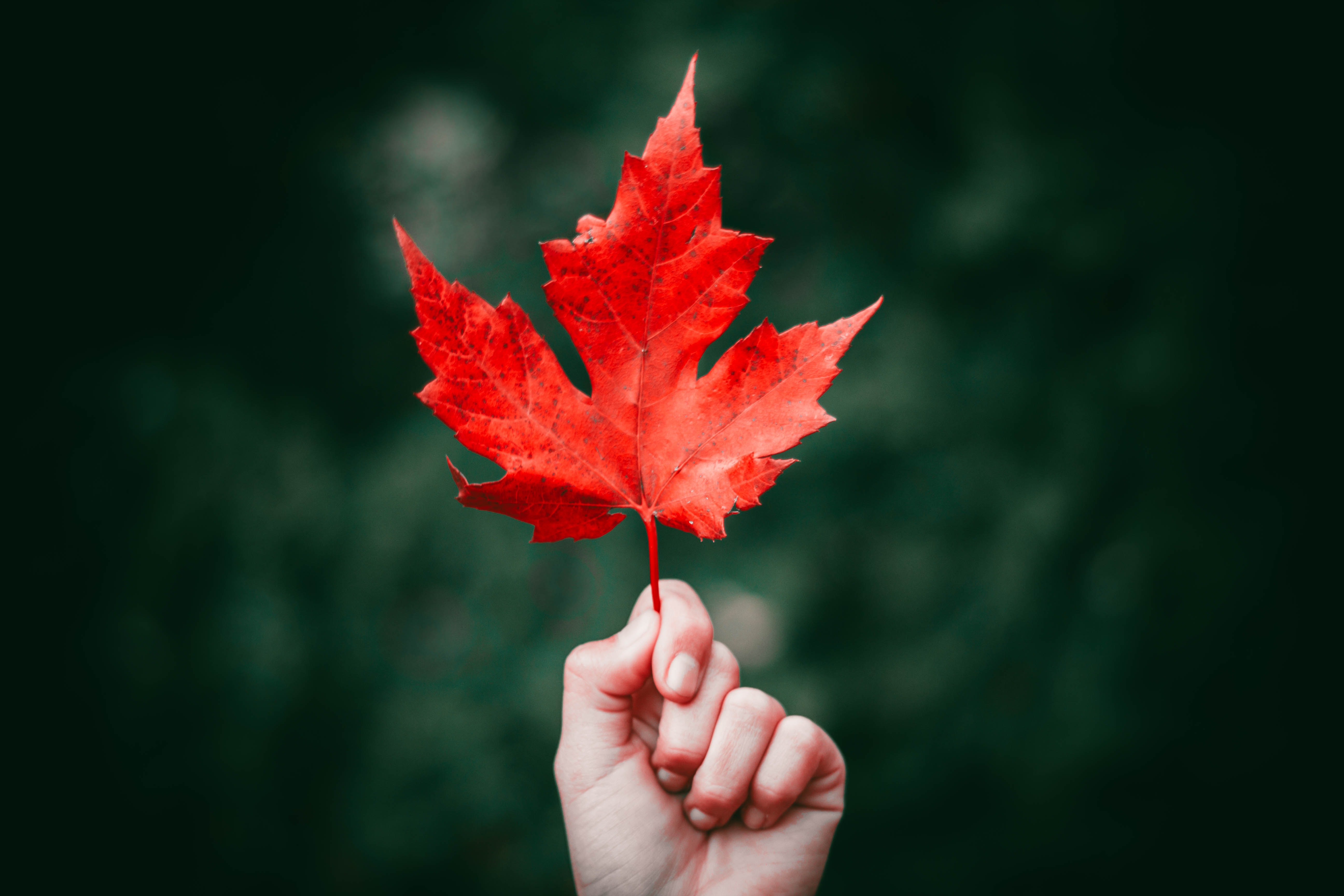 Hand holding up a Canadian maple leaf