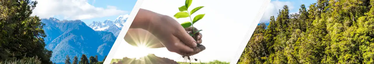 photos of nature and a person planting a tree sapling