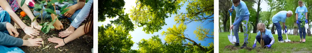 People enjoying planting custom tree kits outside and inspirational imagery of tall trees growing majestically in Ontario.