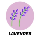 Lavender Scent