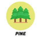 Pine Scent